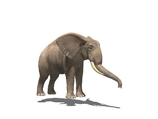 精品动物模型 大象 (1)